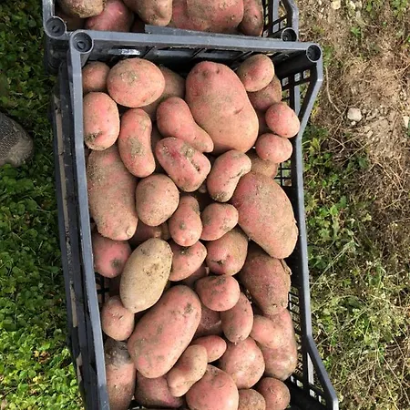 Κατάλυμα σε φάρμα Agriturismo Col Beretta *